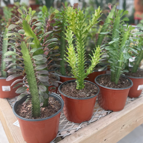 Euphorbia, Assorted - View 17 from www redcrocus com