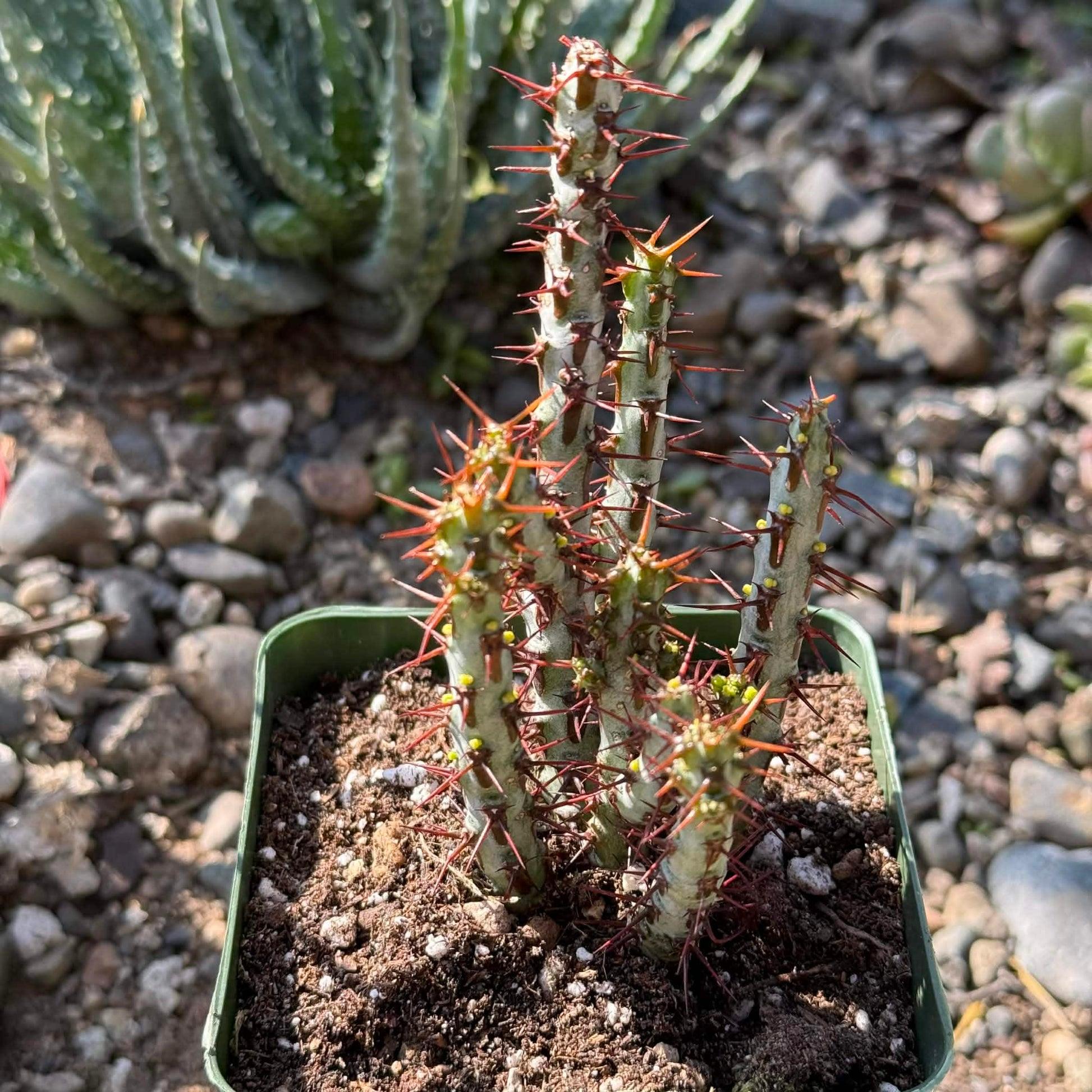 Euphorbia, Assorted - View 18 from www redcrocus com