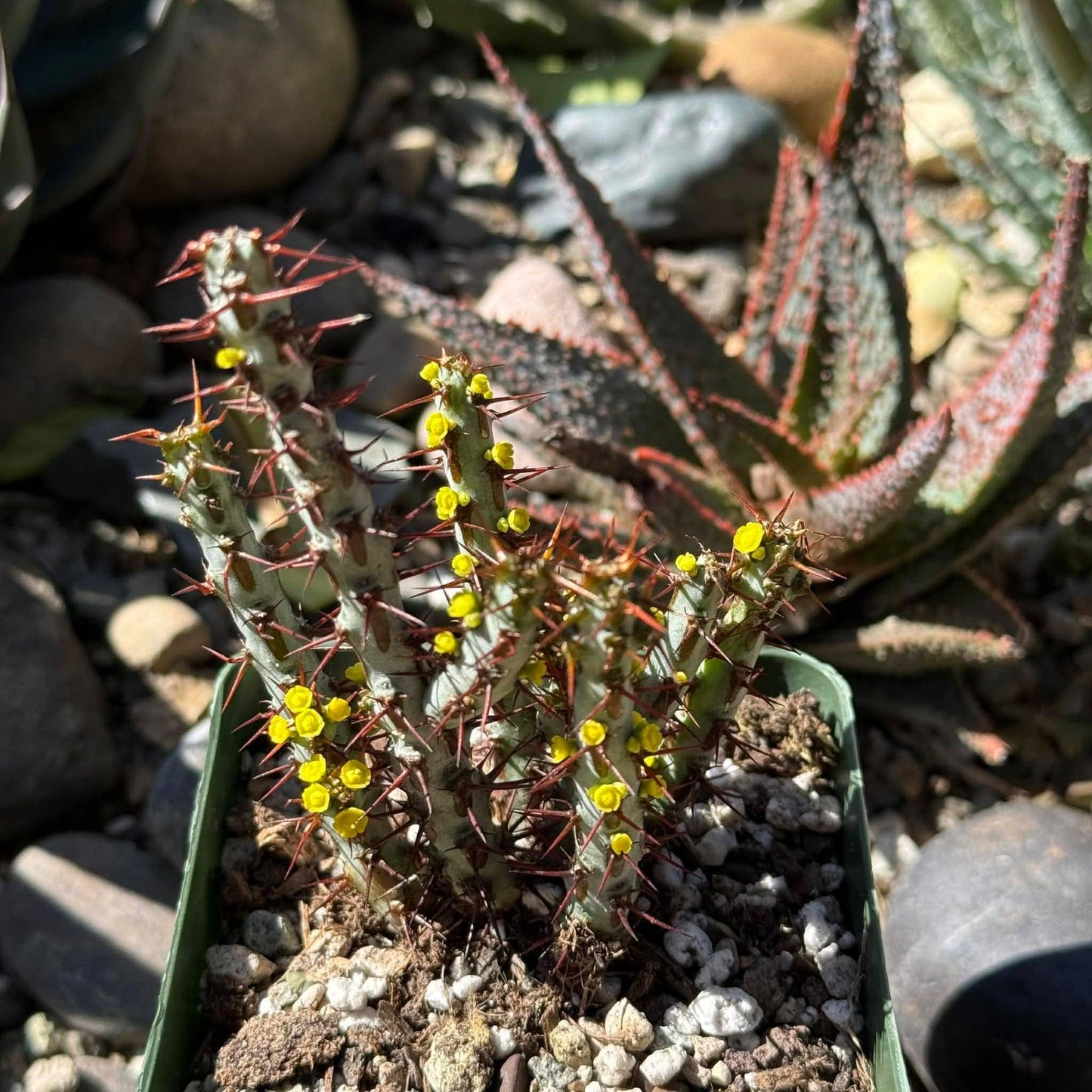 Euphorbia, Assorted - View 19 from www redcrocus com