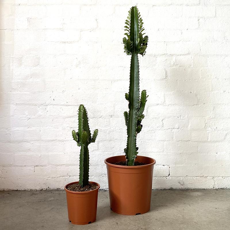 Euphorbia, Assorted - View 1 from www redcrocus com