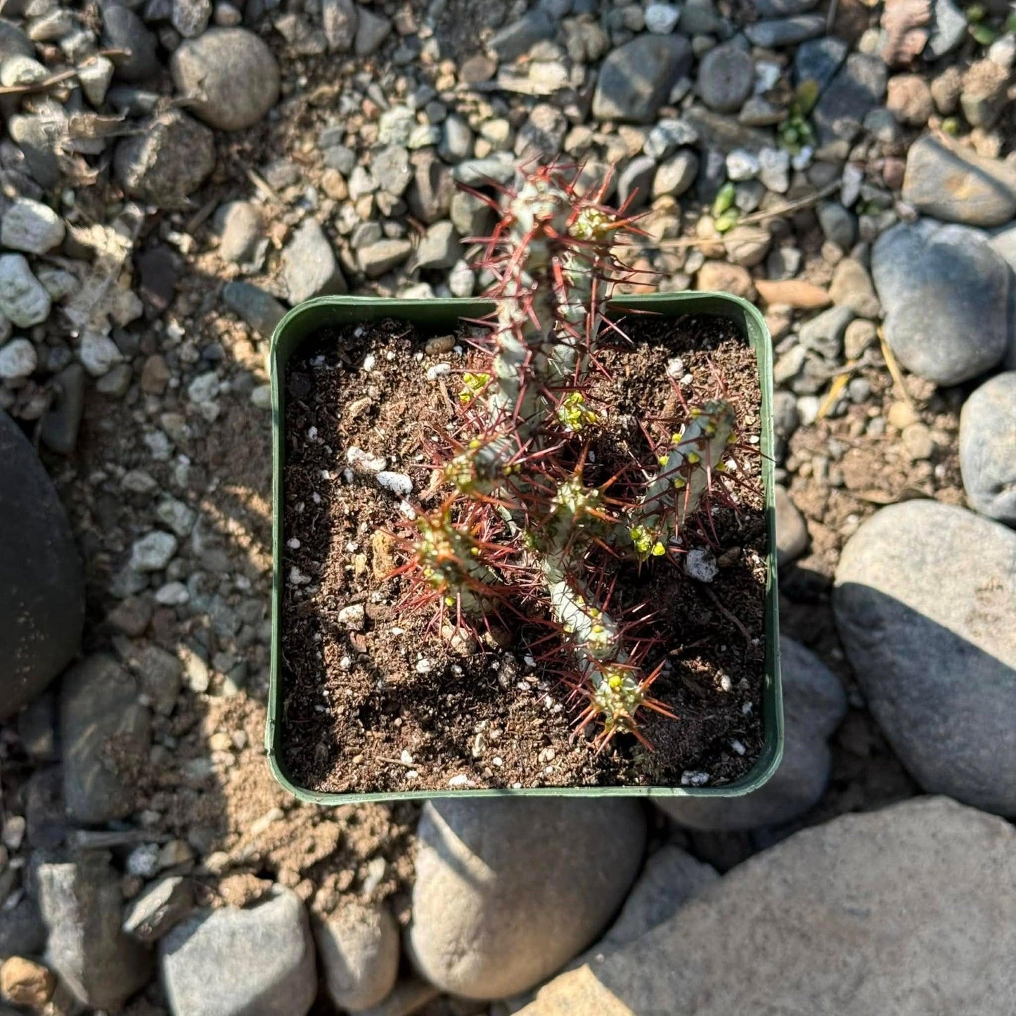 Euphorbia, Assorted - View 21 from www redcrocus com