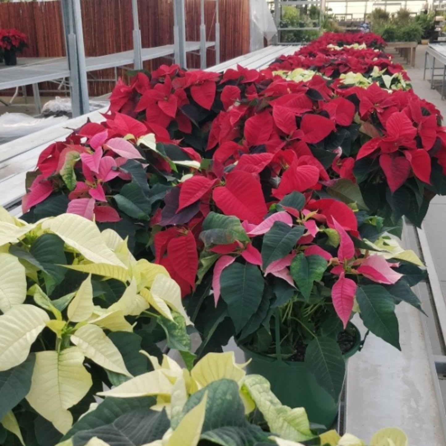 Euphorbia, Assorted - View 23 from www redcrocus com