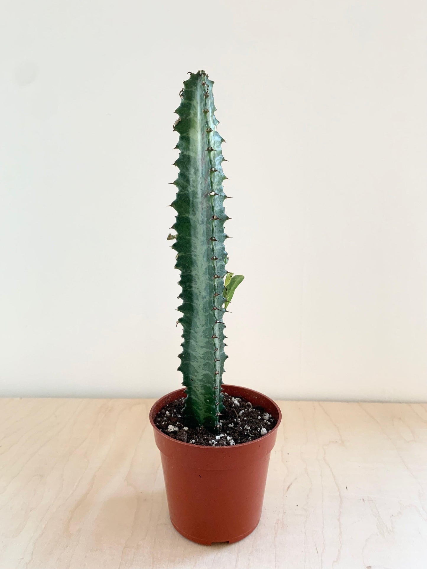 Euphorbia, Assorted - View 24 from www redcrocus com