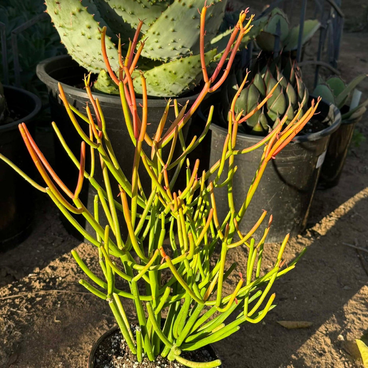 Euphorbia, Assorted - View 25 from www redcrocus com