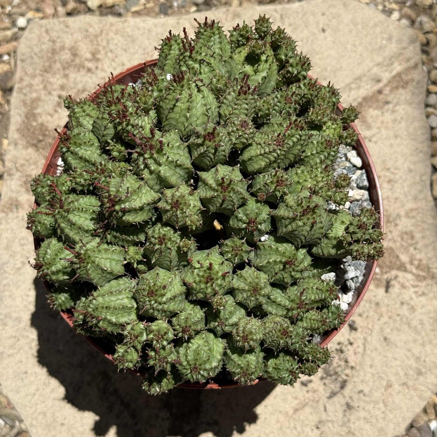 Euphorbia, Assorted - View 26 from www redcrocus com