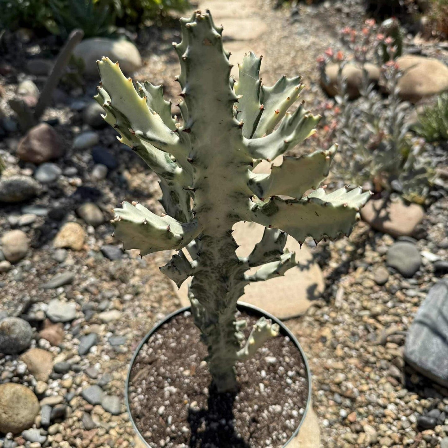 Euphorbia, Assorted - View 27 from www redcrocus com