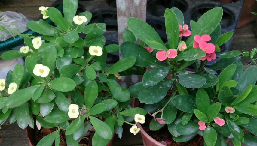 Euphorbia, Assorted - View 28 from www redcrocus com