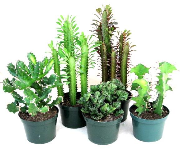 Euphorbia, Assorted - View 2 from www redcrocus com