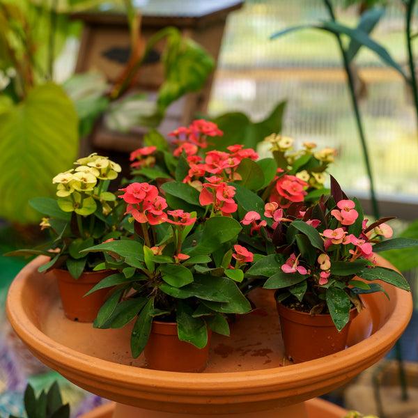 Euphorbia, Assorted - View 30 from www redcrocus com