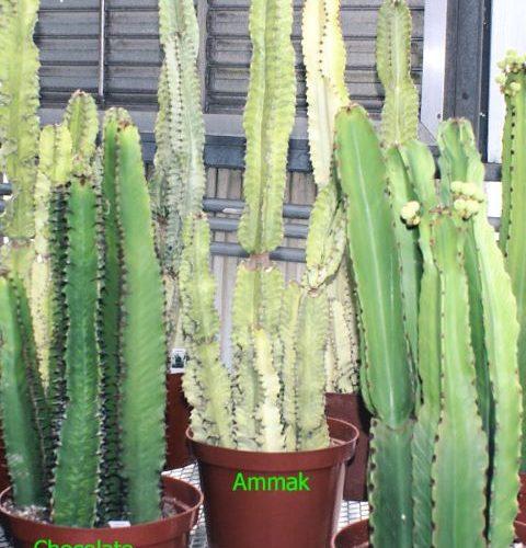 Euphorbia, Assorted - View 31 from www redcrocus com