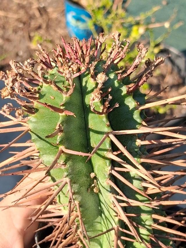 Euphorbia, Assorted - View 34 from www redcrocus com