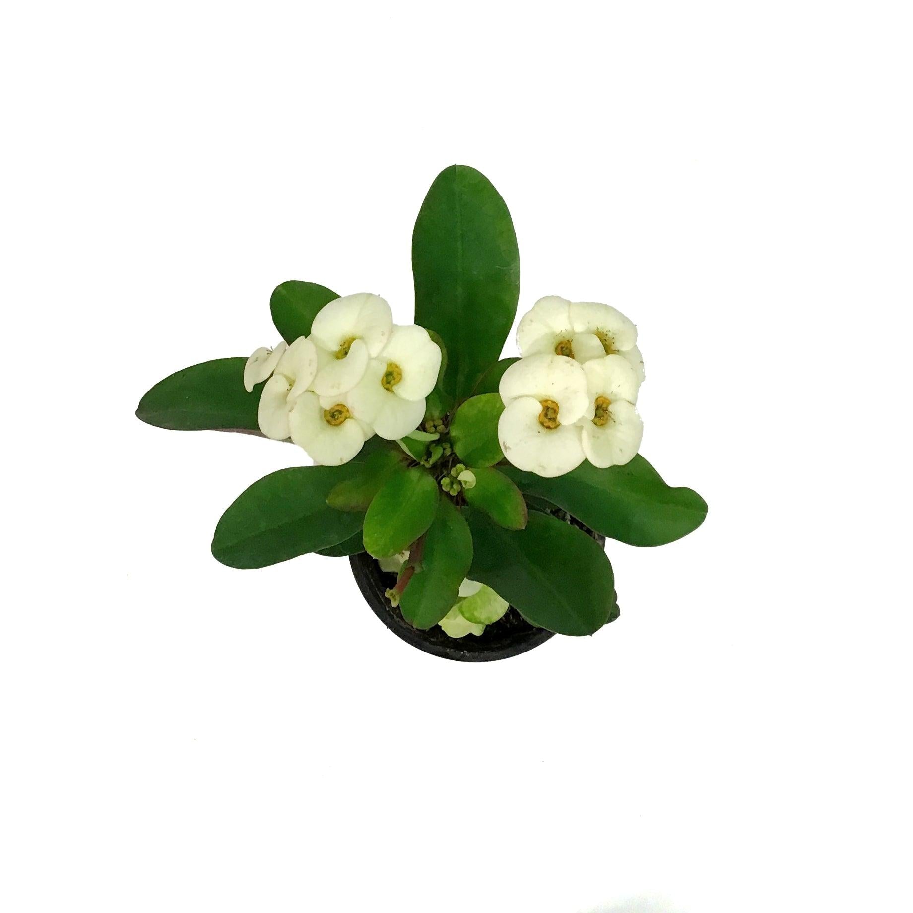 Euphorbia, Assorted - View 35 from www redcrocus com