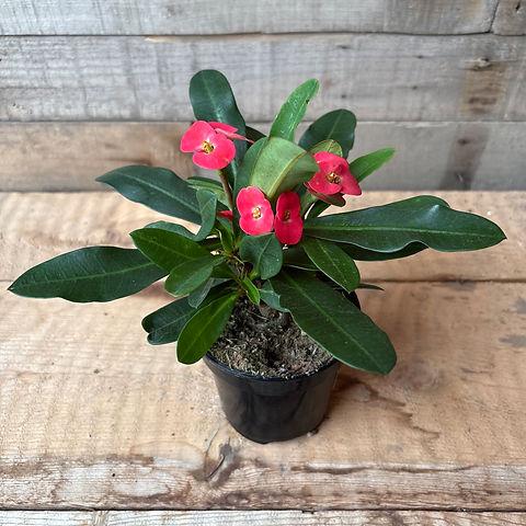 Euphorbia, Assorted - View 36 from www redcrocus com