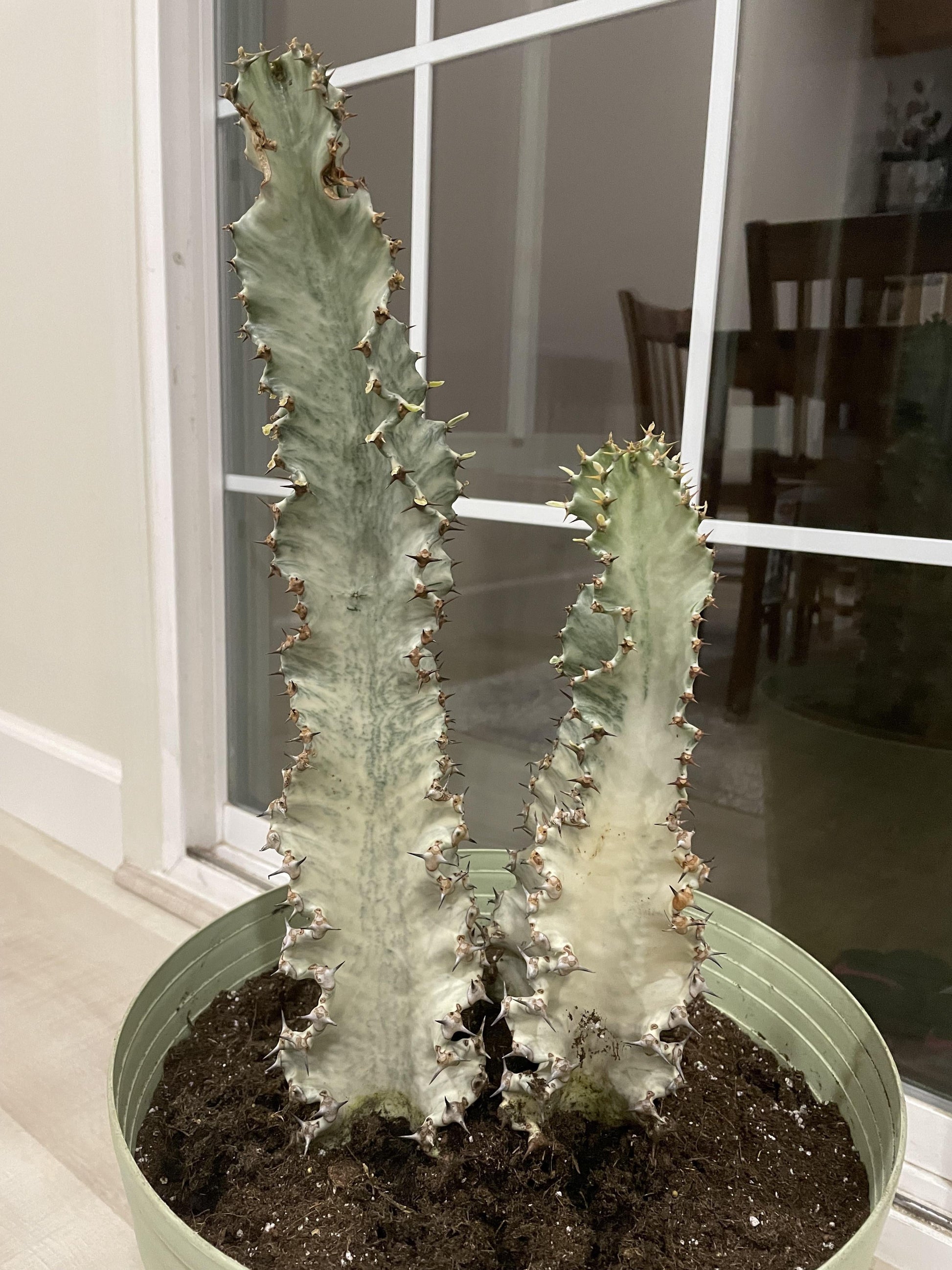 Euphorbia, Assorted - View 39 from www redcrocus com