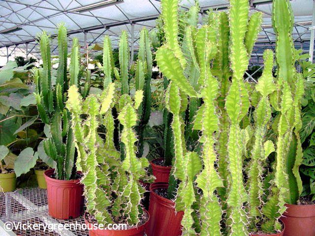 Euphorbia, Assorted - View 3 from www redcrocus com