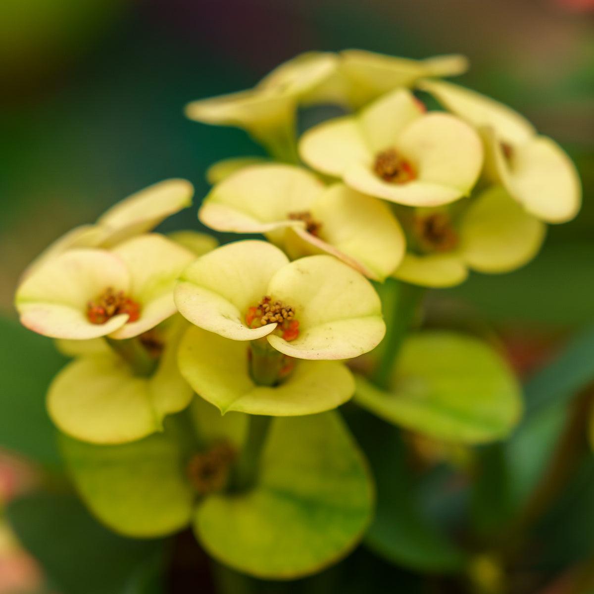 Euphorbia, Assorted - View 40 from www redcrocus com