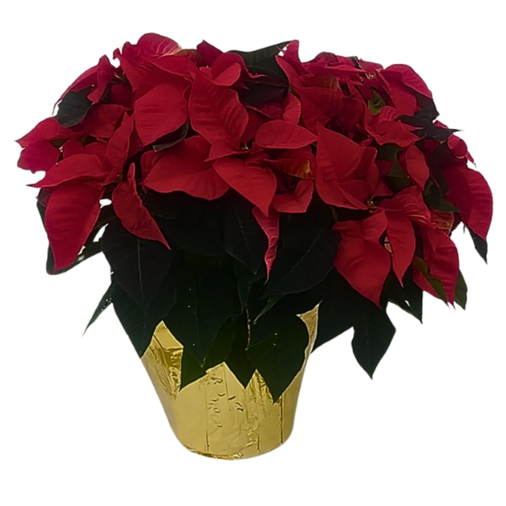 Euphorbia, Assorted - View 6 from www redcrocus com