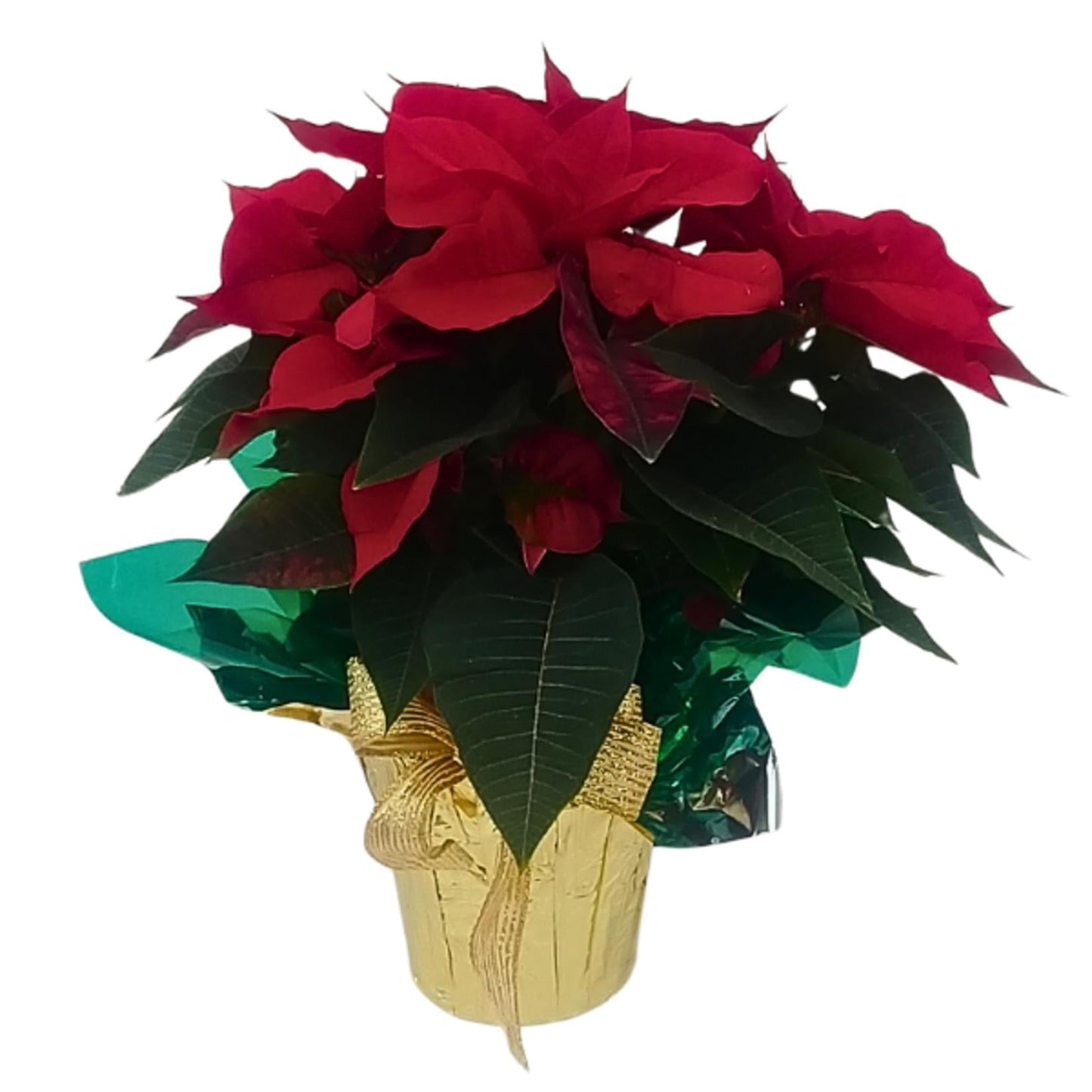 Euphorbia, Assorted - View 8 from www redcrocus com