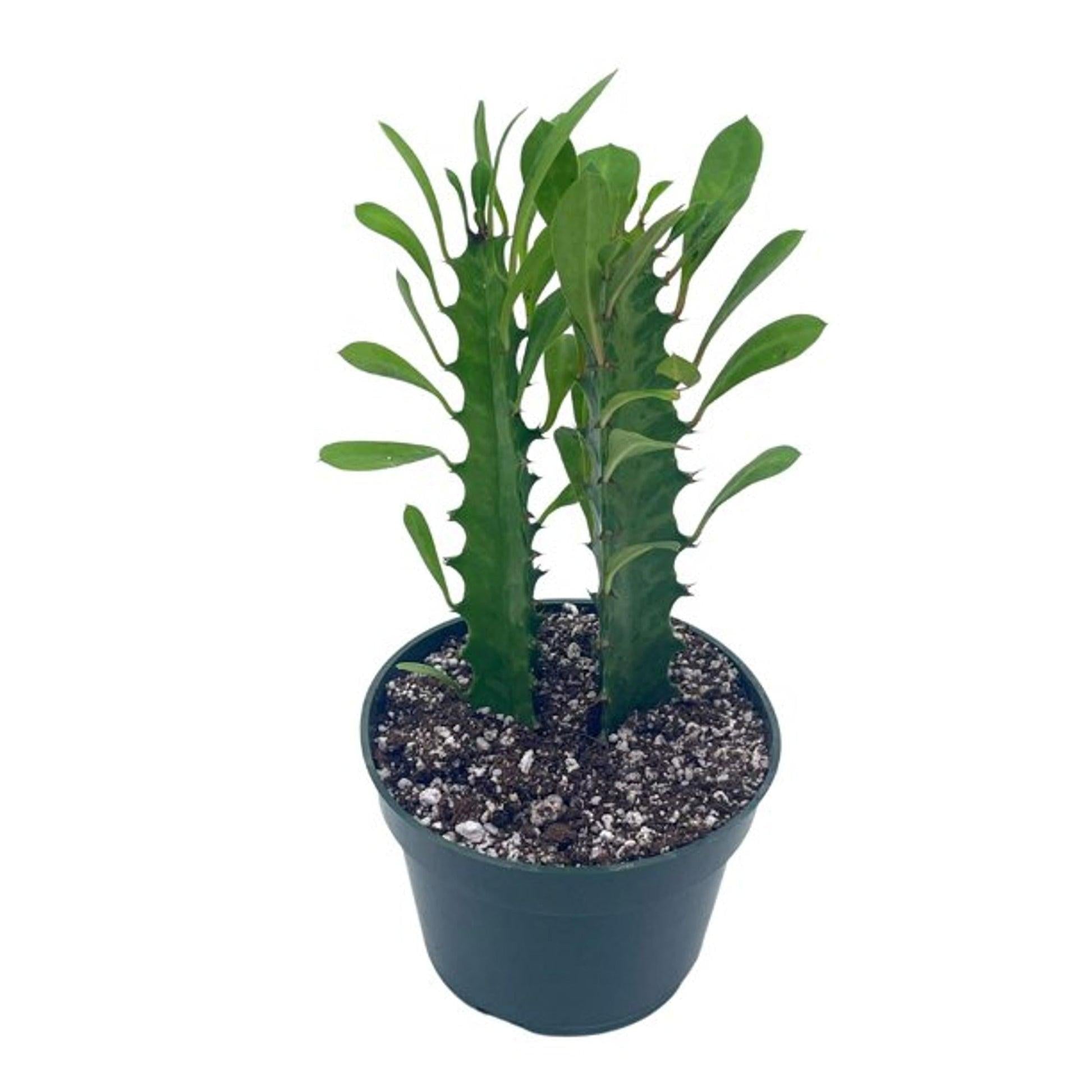 Euphorbia, Assorted - View 9 from www redcrocus com