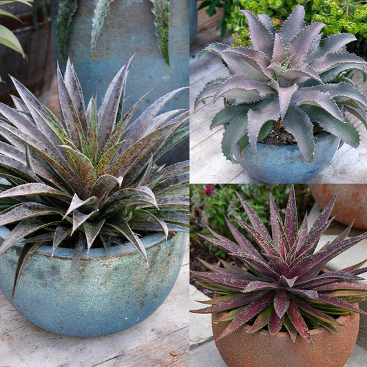 Mangave Assorted - View 11 from www redcrocus com