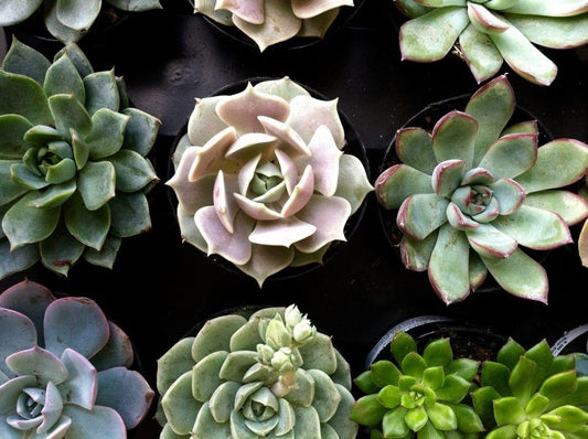 Succulent Assorted Premium - View 11 from www redcrocus com