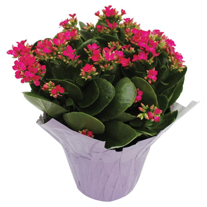 Kalanchoe Assorted - View 10 from www redcrocus com