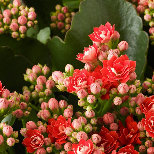Kalanchoe Assorted - View 12 from www redcrocus com