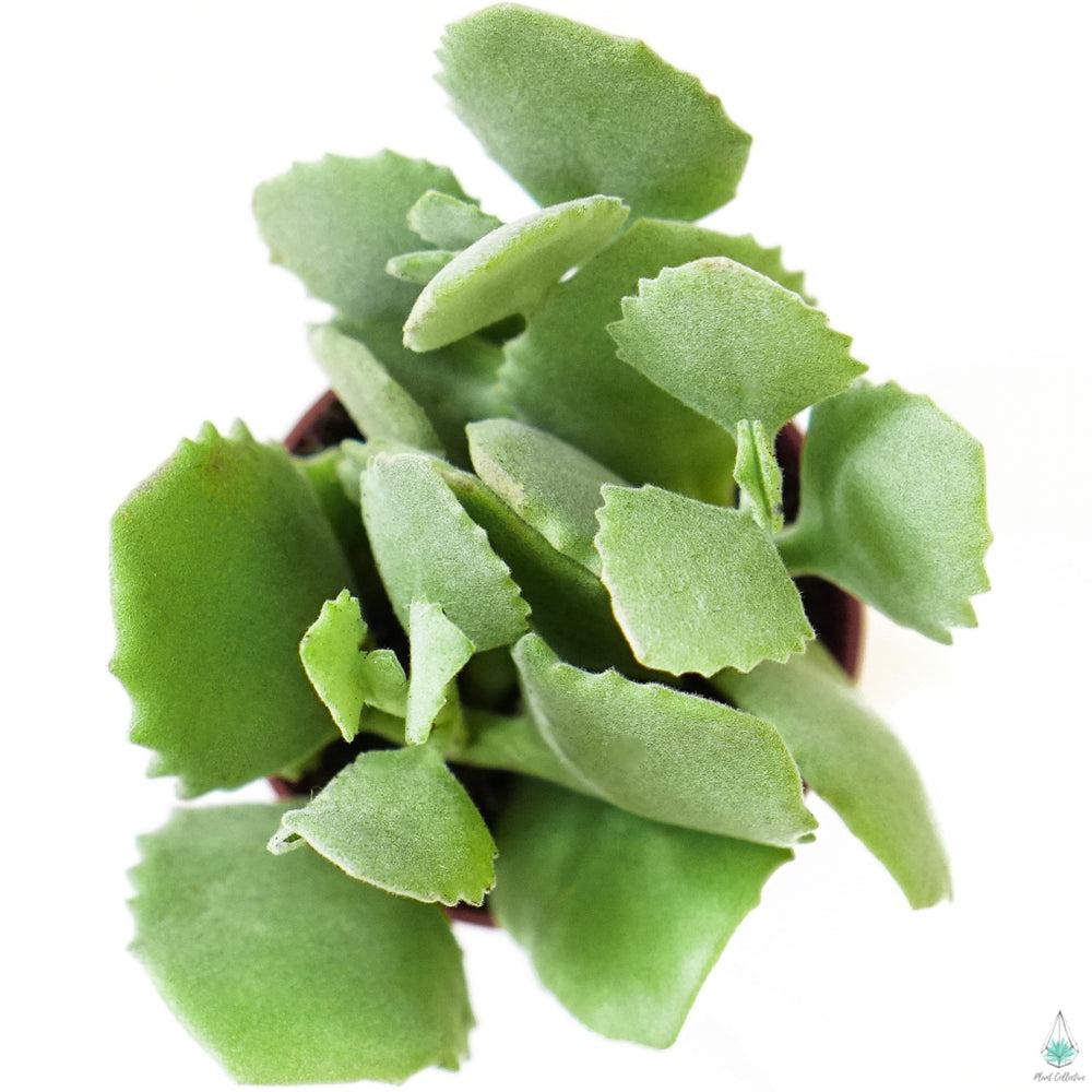 Kalanchoe Assorted - View 16 from www redcrocus com