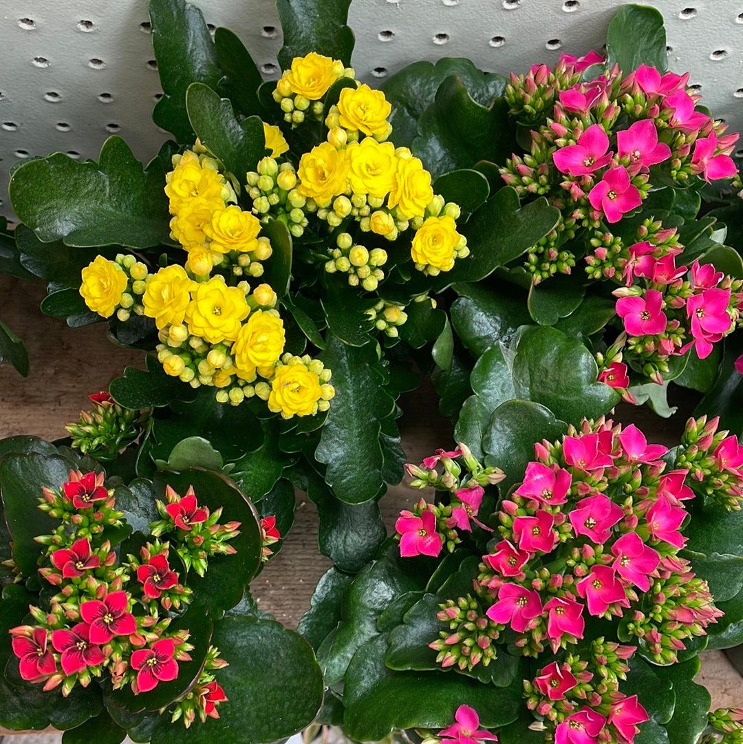 Kalanchoe Assorted - View 2 from www redcrocus com