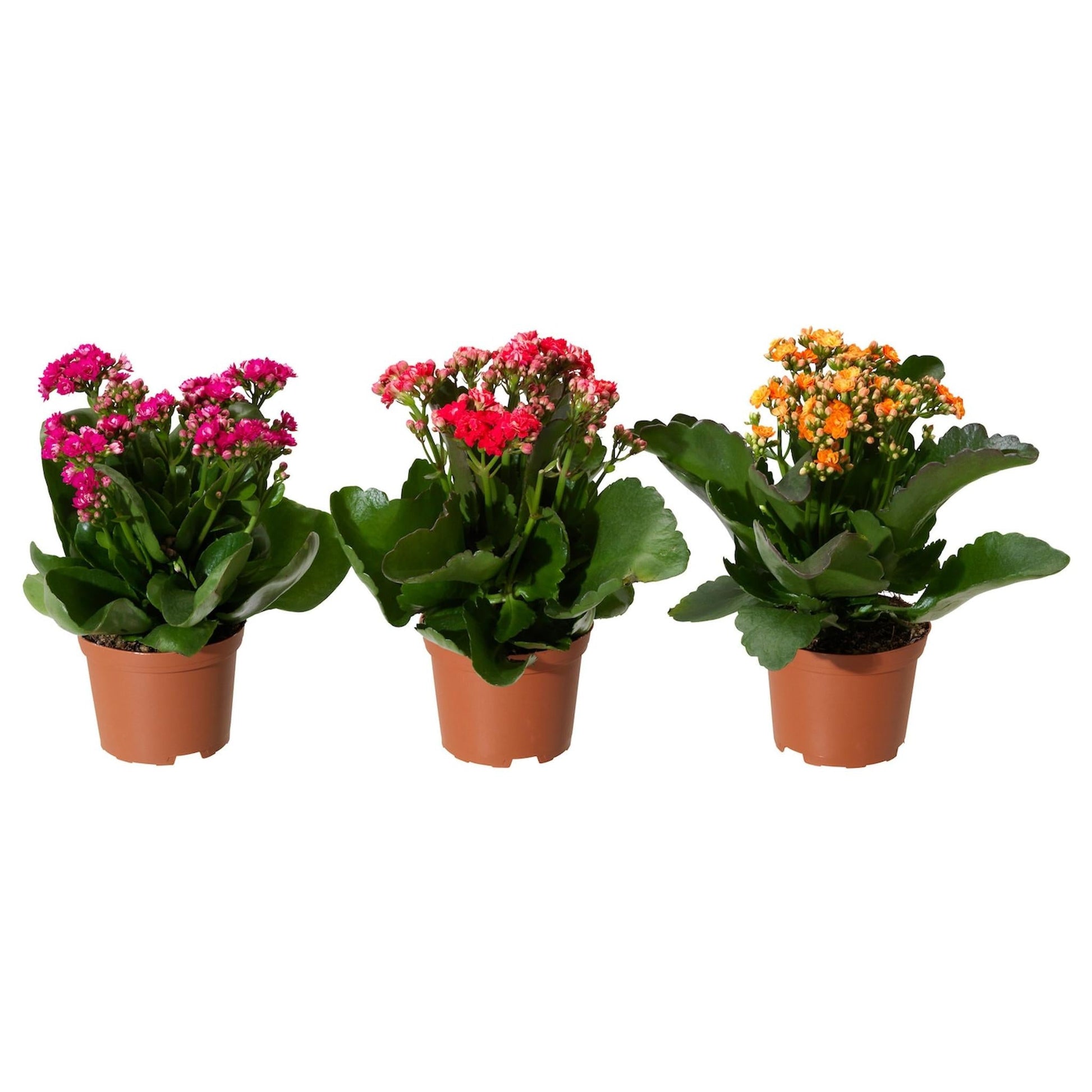 Kalanchoe Assorted - View 5 from www redcrocus com