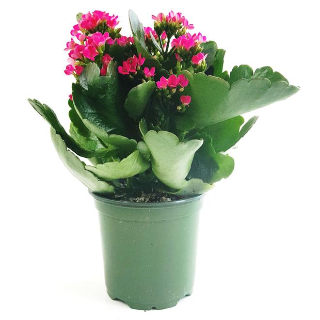 Kalanchoe Assorted - View 6 from www redcrocus com