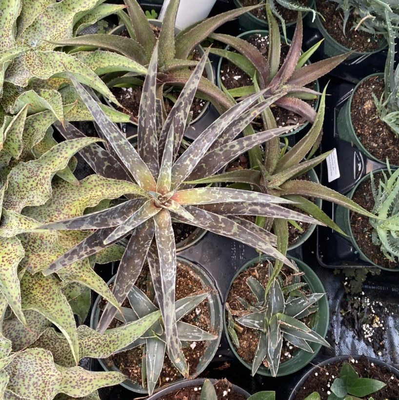 Agave, Assorted - View 11 from www redcrocus com