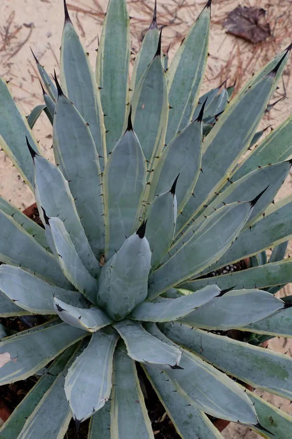 Agave, Assorted - View 17 from www redcrocus com