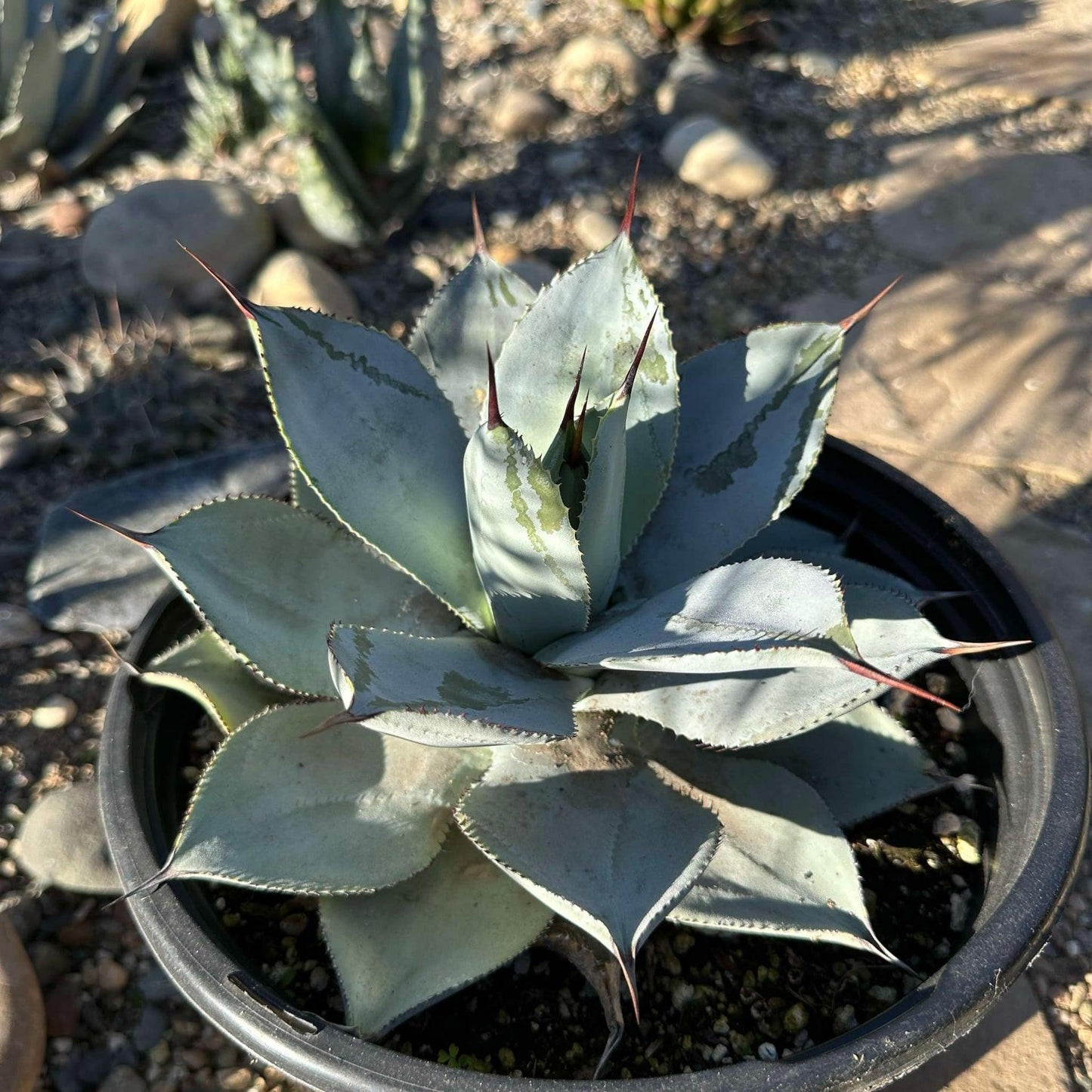 Agave, Assorted - View 17 from www redcrocus com