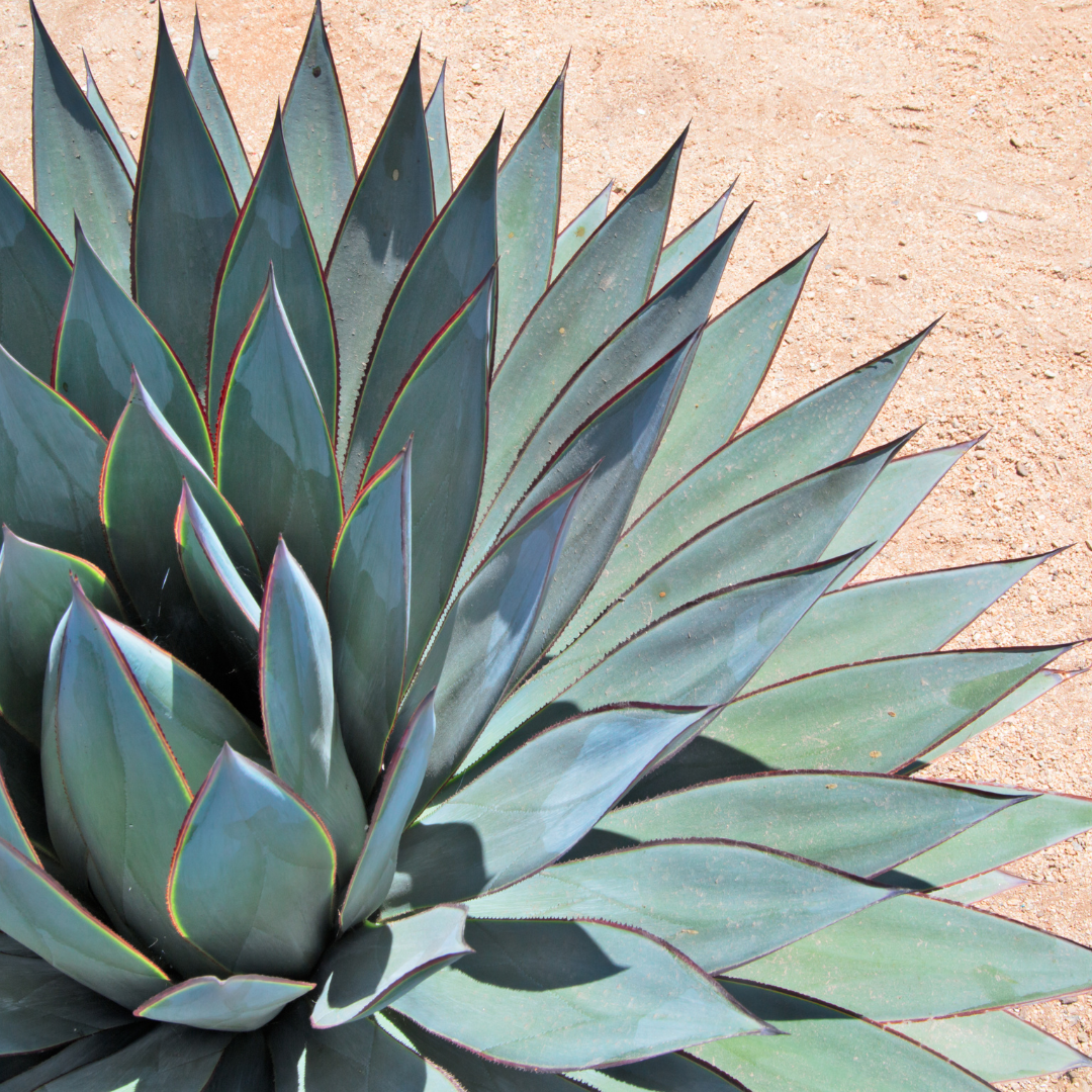 Agave, Assorted - View 18 from www redcrocus com