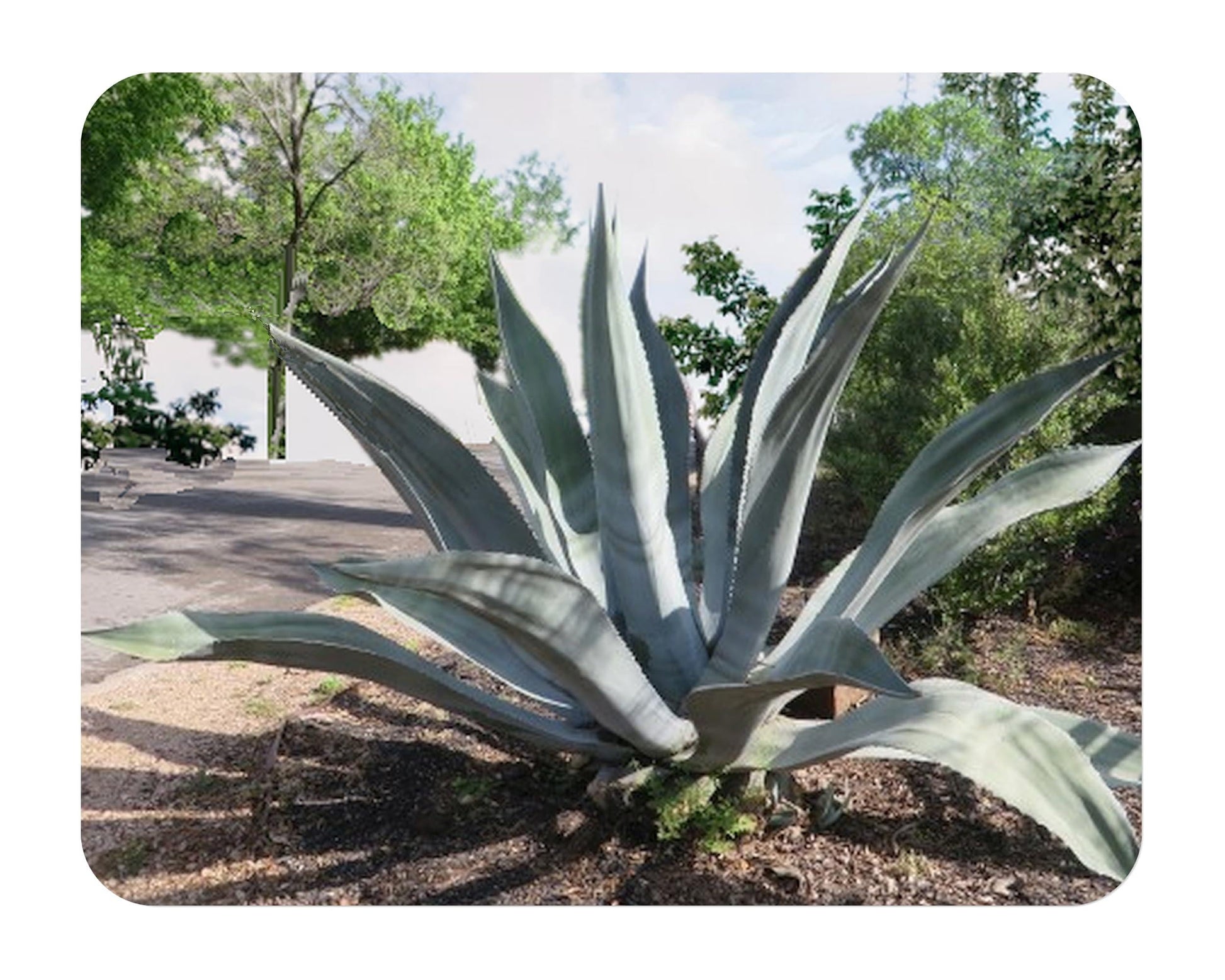 Agave, Assorted - View 18 from www redcrocus com