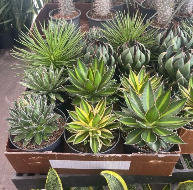 Agave, Assorted - View 4 from www redcrocus com