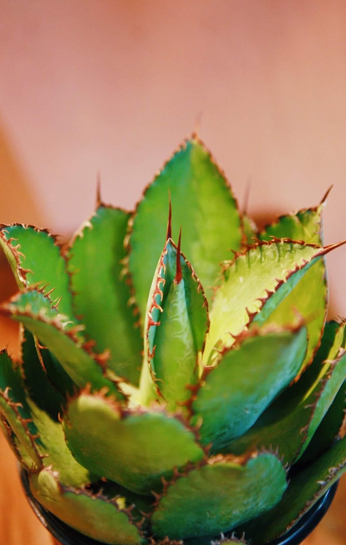 Agave, Assorted - View 5 from www redcrocus com