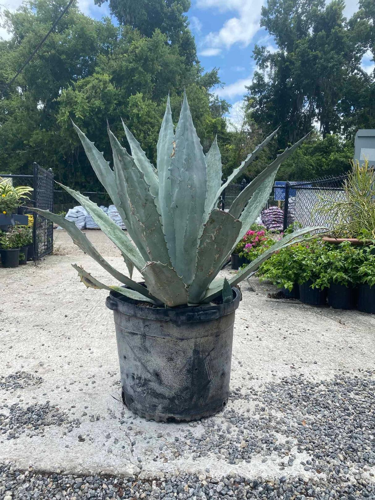 Agave, Assorted - View 6 from www redcrocus com