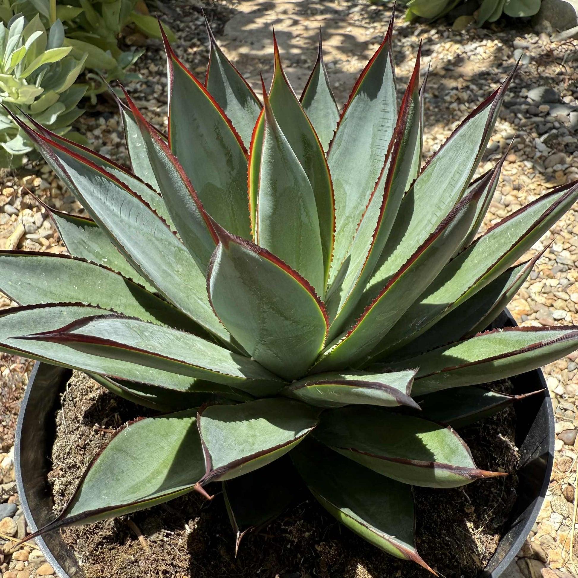 Agave, Assorted - View 7 from www redcrocus com