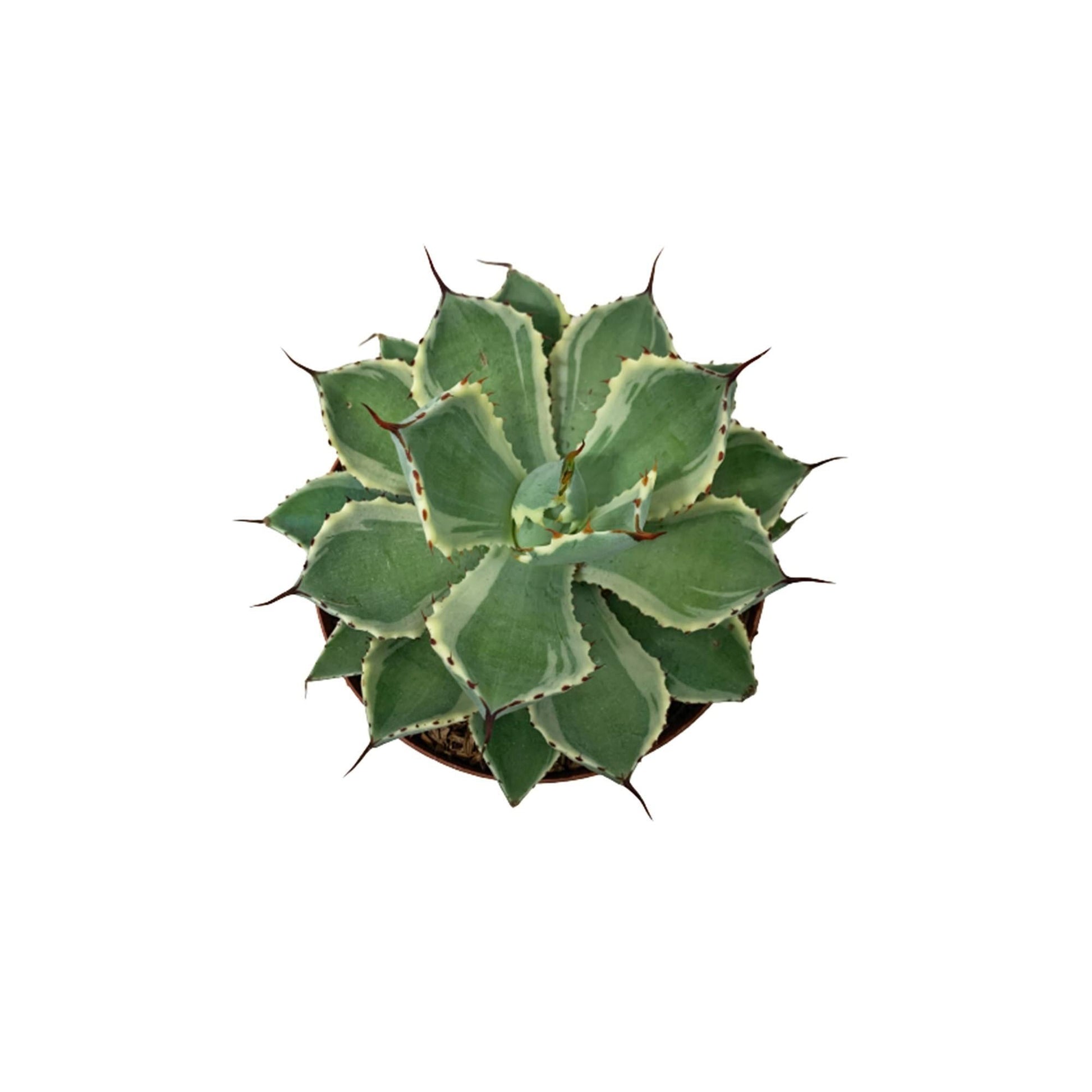 Agave Assorted - View 11 from www redcrocus com