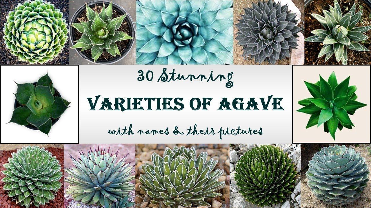 Agave Assorted - View 13 from www redcrocus com