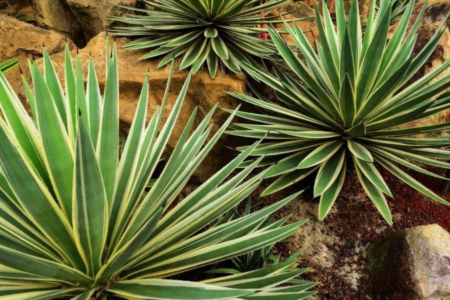 Agave Assorted - View 14 from www redcrocus com