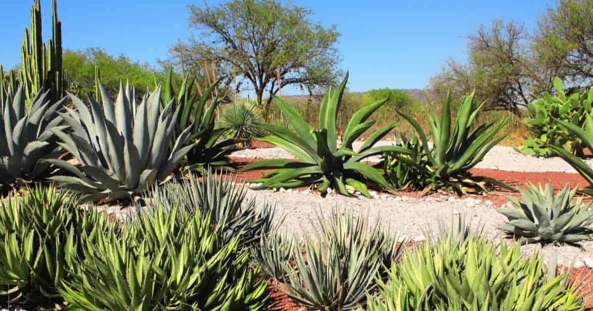 Agave Assorted - View 15 from www redcrocus com