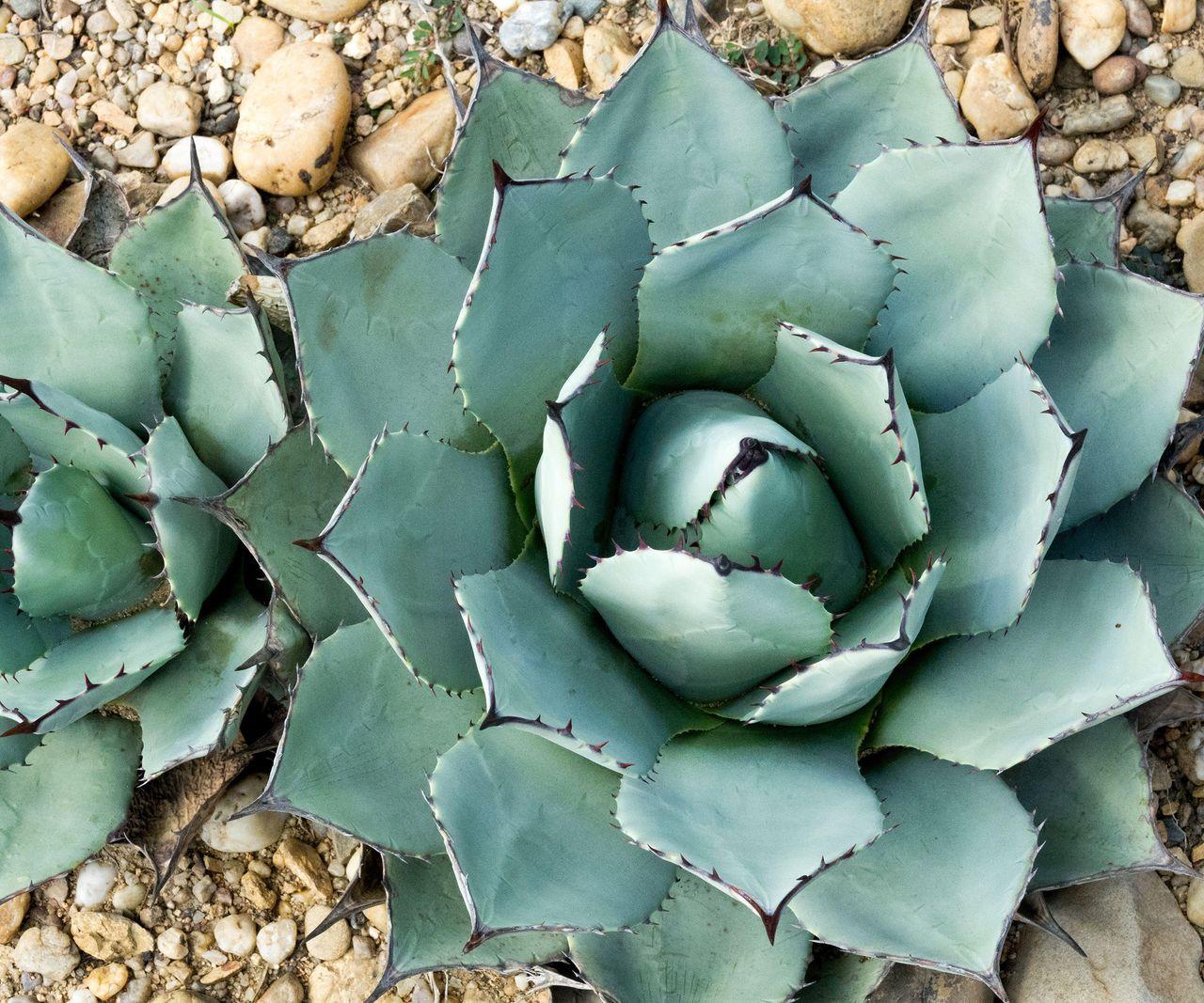 Agave Assorted - View 6 from www redcrocus com