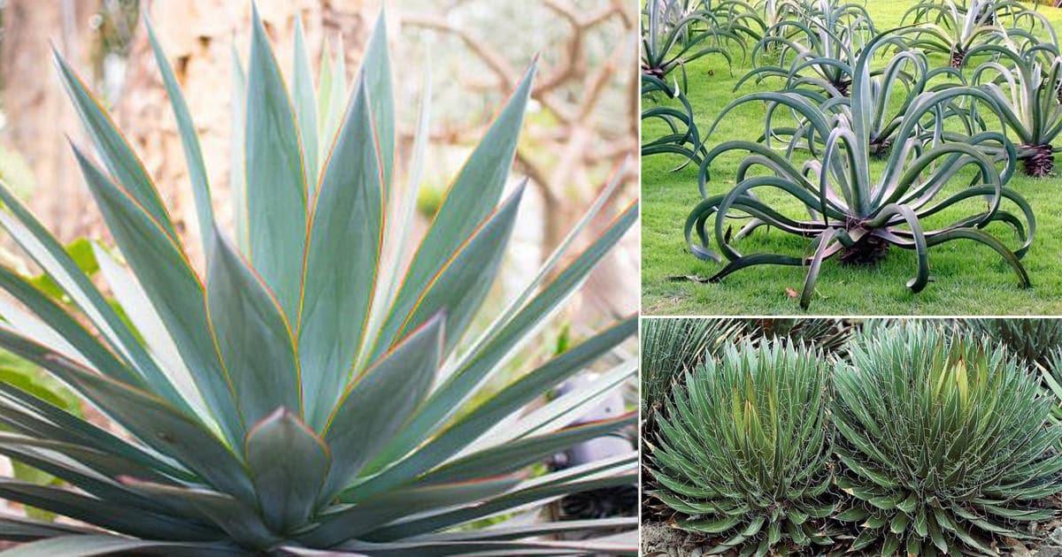 Agave Assorted - View 7 from www redcrocus com