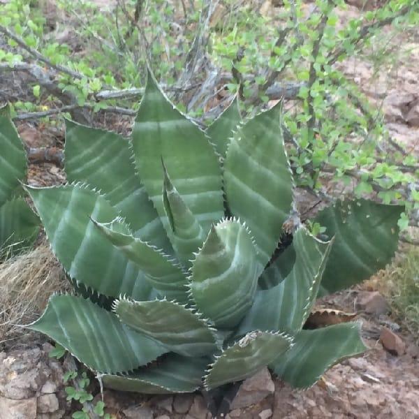 Agave Assorted - View 9 from www redcrocus com