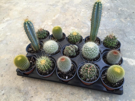 Cactus Assorted - View 10 from www redcrocus com