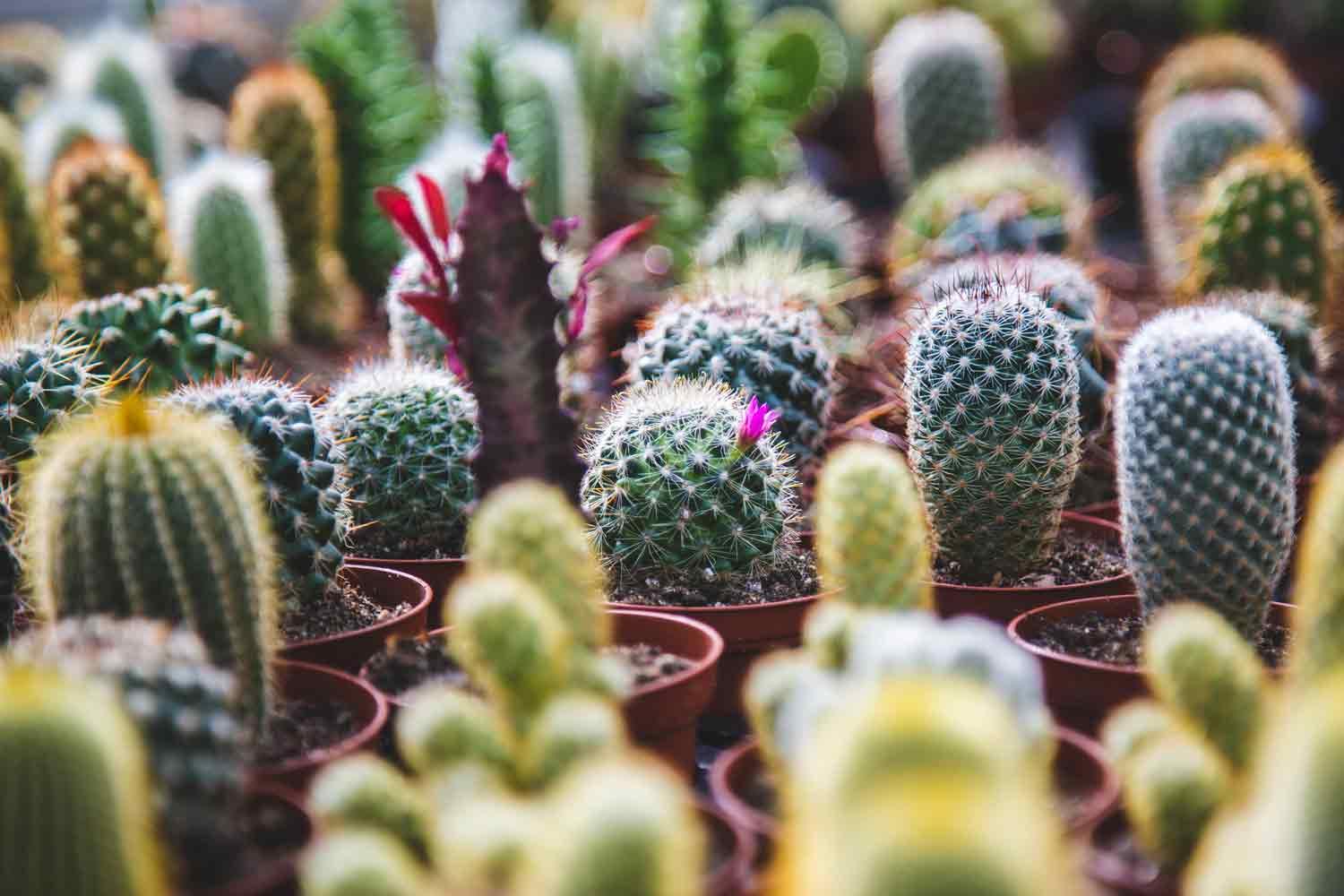 Cactus Assorted - View 14 from www redcrocus com