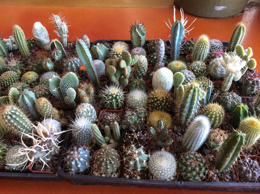 Cactus Assorted - View 1 from www redcrocus com